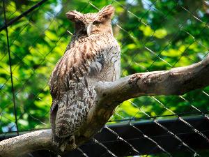 【旭山動物園】自然に近い環境作りで動物たちの活発な動きが見れる行動展示が魅力