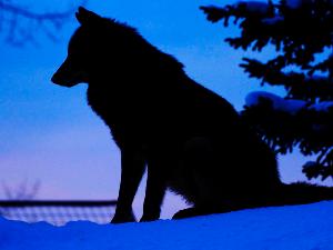 【旭山動物園】夜の動物園は、普段見れない夜の動物たちの様子をご覧いただけます。(8月)