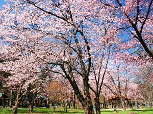 【神楽岡公園】約500本のエゾヤマザクラが一斉に咲き誇る、市内でも有数の桜スポット(5月上旬～)