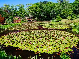  【旭山三浦庭園】約2000株の色とりどりのスイレンの花を見ることができます。(6月～8月)