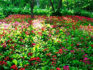  【北邦野草園】北方系植物の野草園としては国内有数