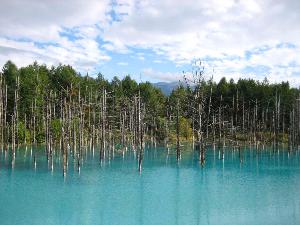 【美瑛町 青い池】青い水と立ち枯れたカラマツが織りなす風景は幻想的