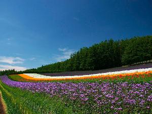 【中富良野町 ファーム富田】日本最大級のラベンダー畑(7月)