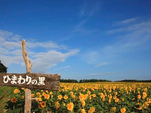  【北竜町 ひまわりの里】150万本のひまわりは、日本の絶景として紹介されています。