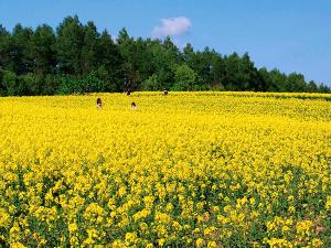 【滝川市 たきかわ菜の花祭り】壮大な一面の黄色い絨毯が多くの観光客を魅了(5月)