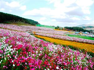 【遠軽町 太陽の丘えんがる公園】一千万本ものコスモスが咲き乱れる日本最大級のコスモス園(8～9月)