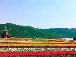 【湧別町 かみゆうべつチューリップ公園】約200品種のチューリップが咲き誇る景色(5月)