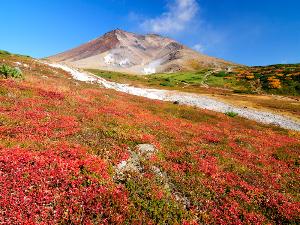 真っ赤なナナカマドや黄色いダケカンバが鮮やかに山肌を染めていきます