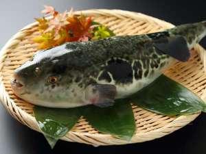 長崎橘湾産「戸石産のとらふぐ」は身が締まって味が良い！と関東の料亭で人気です。