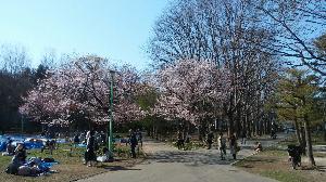 円山公園