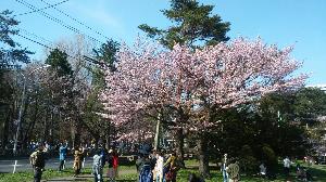 円山公園