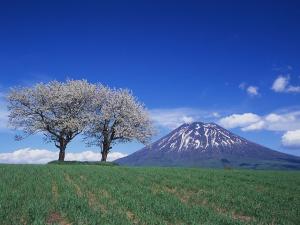羊蹄山と桜
