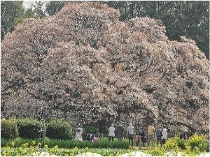 吉高の大桜【印西市役所提供】