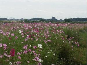 師戸のコスモス畑【印西市役所提供】