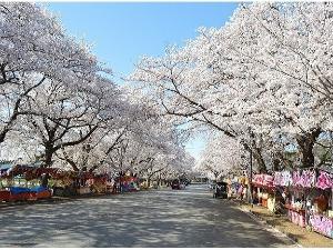 小林牧場の桜【印西市役所提供】