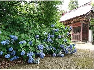 松虫寺のアジサイ【印西市役所提供】