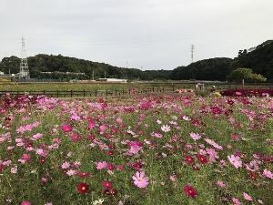 竹袋調整池のコスモス【印西市役所提供】