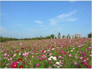 牧の原公園のコスモス【印西市役所提供】