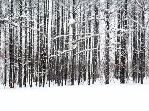 【周辺風景】 吹雪く音でさえお部屋にいれば優しいBGMに早変わり。こんな日のお籠りリゾートは格別♪