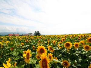 【周辺風景】 夏になると次々と咲き誇るひまわり畑は、広々として壮大。まさに北海道そのもの！