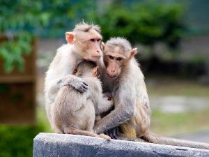 人気のときわ動物園！