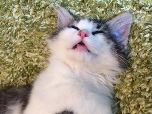 気持ちいいにゃ♪