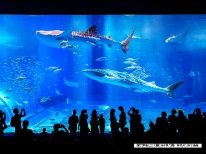【国営沖縄記念公園(海洋博公園)：沖縄美ら海水族館】巨大水槽「黒潮の海」
