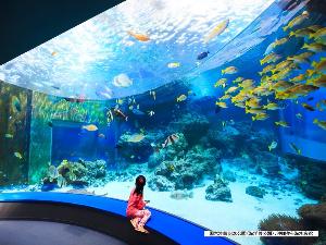 【国営沖縄記念公園(海洋博公園)：沖縄美ら海水族館】神秘に満ちた沖縄の生き物たちの雄大な世界を。
