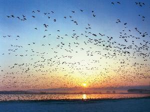 圧巻！マガン”ねぐら立ち”体験を宮島沼で！当館より車で10分