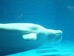 【上越市立水族博物館　うみがたり】新潟県初の飼育展示♪白イルカ★