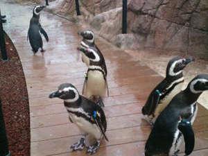 【上越市立水族博物館　うみがたり】飼育数世界一！マゼランペンギンを見に行こう！