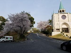 春は桜が綺麗です