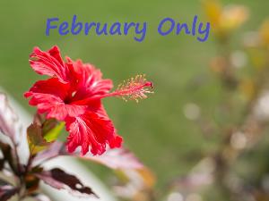2月限定