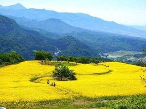 三ノ倉高原「菜の花畑」1