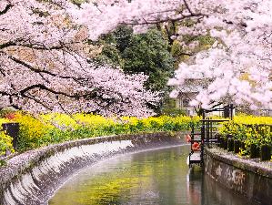 山科疎水_春
