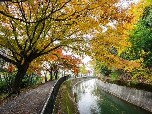 山科疎水_秋