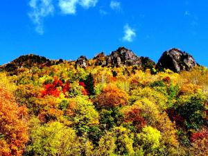 黒岳は日本で最も早く紅葉が始まり、色鮮やかに染まります