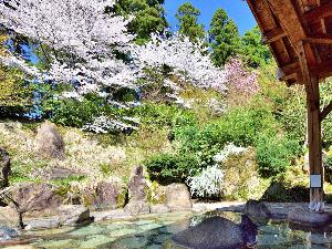 春のお花見露天風呂