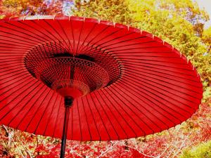 このコントラスト、あざやかな深い緑から、燃えるような赤へ紅葉っていいですね