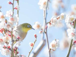 春の桜、素敵な京都の景観に映えます、