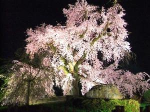 この桜は最高に美しく、まさに見蕩れてしますのです