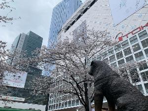 忠犬ハチ公像