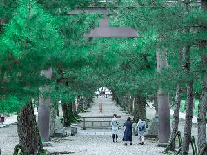 ◆三の鳥居 -松の参道- ◆