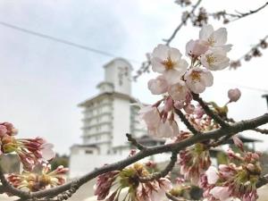 桜開花と外観