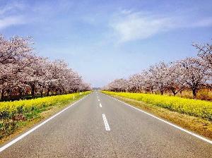 大潟村菜の花ロード(当館からお車で40分)