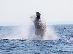 ホエールウォッチング