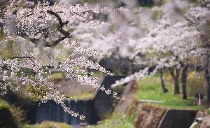 桜並木