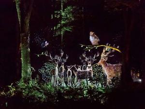 【夜の森を歩いて愉しむナイトウォーク「カムイルミナ」】美しい映像が森の中に浮かびあがる※イメージ