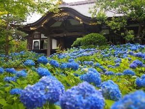 あじさい寺として親しまれている雲昌寺。例年見頃は６月下旬から７月上旬です。(当館よりお車で10分）