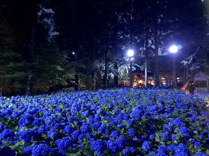 夜間ライトアップされた雲昌寺(当館よりお車で10分）